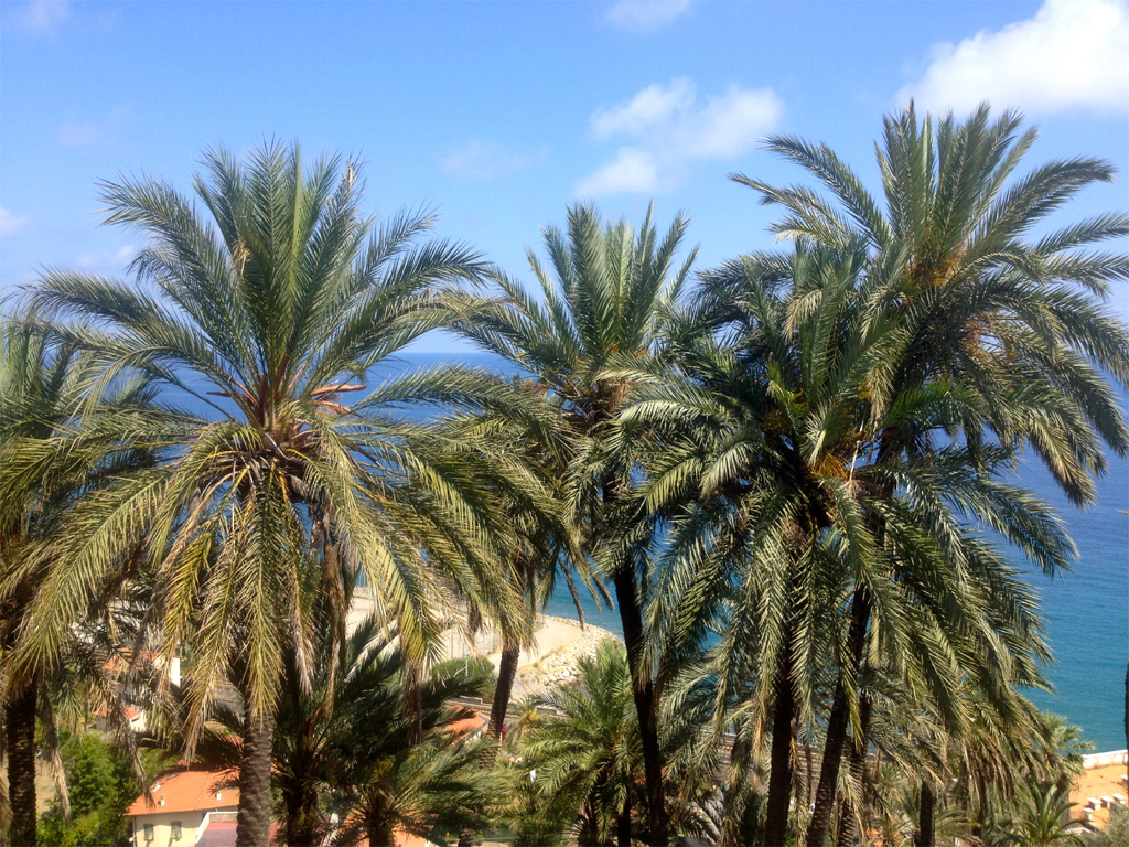 Under the Palm Trees on the Riviera