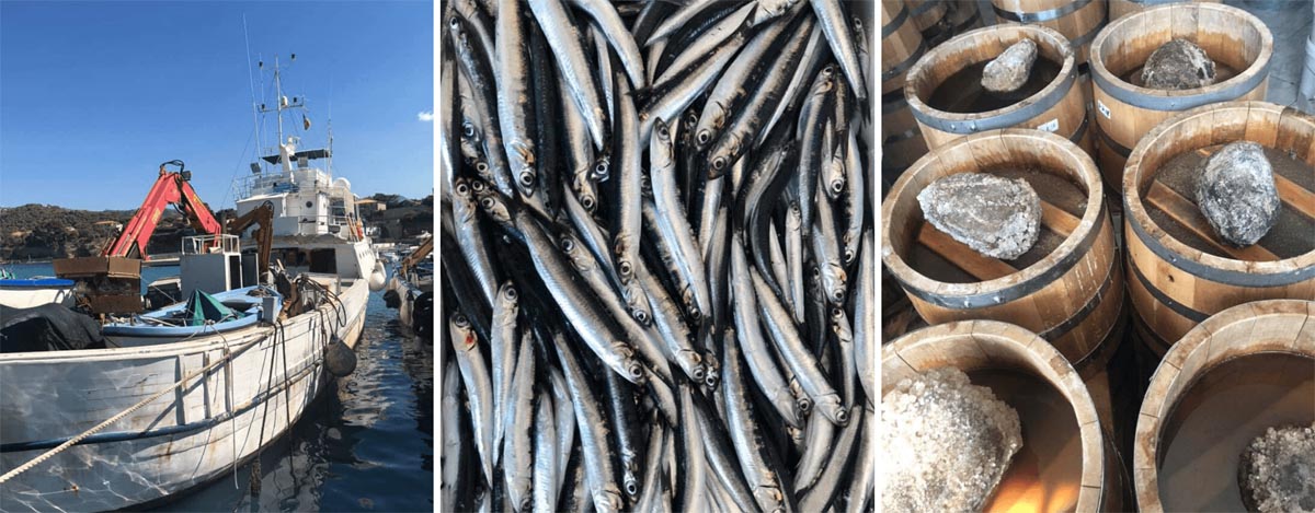 Anchovies straight from the fishermen