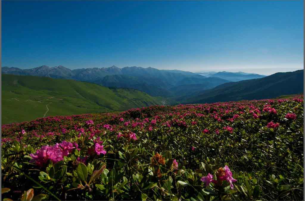 Monesi and the blossom of the rhododendrons